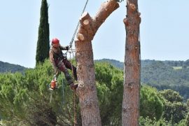 Les différentes manœuvres d'abattage d'arbre